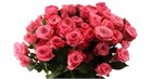 Роза куст-Rosa sp-Spasibo Bolchoi-70cm--RS c389573e-5368-11f1-0a80-09c4000cc71a