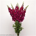 Антирринум-Antirrhinum-Poto Royal-75cm 193e5faa-9451-11ee-0a80-0cc700139397