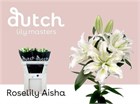 Лилия-Lilium-Or Du Rl Aisha-75cm c62ec78b-3fd9-11f1-0a80-1126001acbec