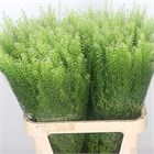 Лепидиум-Lepidium-Ru Green Bell-75cm-34gr c65e726e-3fd9-11f1-0a80-1126001acbf5