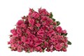 Роза куст-Rosa sp-Pink Dimensation-52cm-TB 193e7135-9d69-11f0-0a80-0d170000eb70