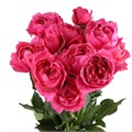 Роза куст-Rosa sp-Julietta Cerise-52cm-TB 19409427-9d69-11f0-0a80-0d170000eb73