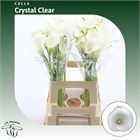Калла-Zantedechia-Crystal Clear--65cm d4a7e12b-29e3-11f1-0a80-0f480024c7ab