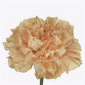Гвоздика-Dianthus-Carolina Gold 19422c55-f058-11ef-0a80-05e4000f5cc4