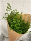 Аспарагус-Asparagus-Densiflorus Cwebe d65560ff-3fb3-11f1-0a80-03b30006cd62
