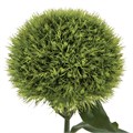 Гвоздика-Dianthus-Kiwi Mellow-62cm-TB 194569a1-9d69-11f0-0a80-0d170000eb79