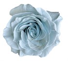 Роза-Rosa-Baby Blue-50cm-BA dd29c6da-40b1-11f1-0a80-11260051dba5