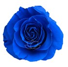 Роза-Rosa-Blue Lagoon-50cm-BA dd2cbb69-40b1-11f1-0a80-11260051dba8