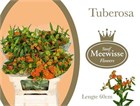 Асклепиас-Asclepias-Tuberosa-60cm de7d5029-4ead-11f1-0a80-17ce001af3d5