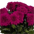 Хризантема-Chrysant-Lamira Purple-62cm-TB 19478fc4-9d69-11f0-0a80-0d170000eb7c