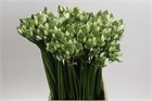 Орнитогалум-Ornithogalum-Pilar-55cm deab41ab-4ead-11f1-0a80-17ce001af3e0