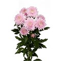 Хризантема-Chrysant-Hornbill-62cm-TB 1949d3b5-9d69-11f0-0a80-0d170000eb7f