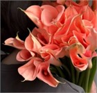 Калла-Calla-Lilies Salmon-70cm-CE e2f1be79-3a5f-11f1-0a80-0b2b000f10af