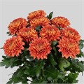 Хризантема-Chrysant-Tusca-62cm-TB 194e6779-9d69-11f0-0a80-0d170000eb85