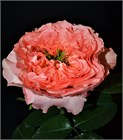 Роза-Rosa-Dragonfly-60cm/TA e686361a-14b5-11f1-0a80-1b52001f9e3e