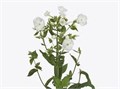 Флокс-Phlox-Snowy-62cm-TB 19531428-9d69-11f0-0a80-0d170000eb8b