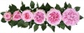 Садовая Роза-Garden Rosa-Miranda-Af 02043f5c-2bf0-11ee-0a80-014100015dfc