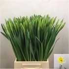 Нарцис-Narcissus-T Las Vegas-46cm-37gr e9c537c7-1a4d-11f1-0a80-116f005d7143