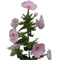 Флокс-Phlox-Sweet Lexy-62cm-TB 1954f9c8-9d69-11f0-0a80-0d170000eb8e