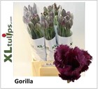 Тюльпан-Tulip-Fr Gorilla-55cm-45gr ea33777f-1a4d-11f1-0a80-116f005d7157