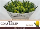 Тюльпан-Tulip- Du Ov-45cm-60gr ea50715f-357d-11f1-0a80-148d0019b1ef