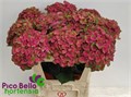 Гортензия-Hydrangea-M Mag Charlotte--80cm 19567c6b-e416-11ed-0a80-0c8b000b0be0