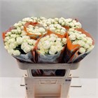Роза куст-Rosa sp-Milky Way-70cm ead1ea73-29eb-11f1-0a80-069e0027c74d