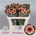 Хризантема одн-Chrysant Gr-Pip Salmon-70cm-80gr 1956c1e4-bfa6-11ec-0a80-0b4c00087e5f