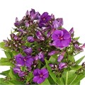 Флокс-Phlox-Chrissy-62cm-TB 1956f192-9d69-11f0-0a80-0d170000eb91
