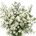 Астра-Asters-White Gypsy-62cm-TB 19597187-9d69-11f0-0a80-0d170000eb94