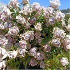 Роза куст-Rosa sp-Silver Shadow-50cm-RS fa0814a7-52e7-11f1-0a80-0b1c00012db0