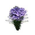 Астра-Asters-Baby Blue-62cm-TB 195b496d-9d69-11f0-0a80-0d170000eb97