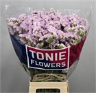 Лимониум-Limonium-S Sera Sun Birds-80cm-85gr fcb9904c-464b-11f1-0a80-1135000dbb66