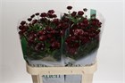 Ранункулус-Ranunculus-Magical Chocolate-70cm-90gr fcc54386-464b-11f1-0a80-1135000dbb69