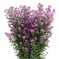 Астра-Asters-Baby Pink-62cm-TB 195d4921-9d69-11f0-0a80-0d170000eb9a