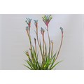 Анигозантус-Kangaroo-Fireworks-62cm-TB 19617d51-9d69-11f0-0a80-0d170000eba0