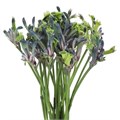 Анигозантус-Kangaroo-Masquarade-62cm-TB 196378fc-9d69-11f0-0a80-0d170000eba3
