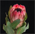 Протея-Protea-Sharon-50cm 0204c50f-bfa5-11ec-0a80-0b4c000780ae