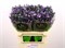 Астра-Aster-Teeny Tiny Blue-80cm-40gr 413762a8-5479-11f1-0a80-1add00148245