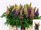 Люпин-Lupinus-60cm-63gr 416fd81f-5479-11f1-0a80-1add0014824b