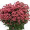 Хризантема сант-Chrysant sant-Mad Tyolo Cher-55cm-120gr 4196f11f-5479-11f1-0a80-1add00148251