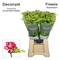 Фрезия-Freesia-Du Expression-54cm-27gr 41ad58c7-5479-11f1-0a80-1add00148254