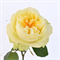 Роза-Rosa-Antonia Gardens-60cm--TA 1aa26bb1-5797-11f1-0a80-08cf00254a05