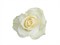 Роза-Rosa-Mondial-50cm-QA 400156c1-bfa9-11ec-0a80-0b4c000b6028