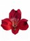 Альстромерия-Alstroemeria-Red Queen-60cm--QA 46494a00-5796-11f1-0a80-09d20025e024