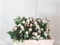 Снежноягодник-Symphoricarpos-Mag Aut Blush--60cm 19661c6b-666f-11ee-0a80-06990043df48