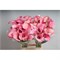Калла-Zantedechia-Capt Romance--65cm b3cd6f5b-5799-11f1-0a80-1d4c00262618