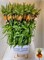 Фритилярия-Fritillaria-Im Orange Beaut-90cm cd66a964-55c9-11f1-0a80-0d6a0011475e
