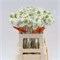 Скабиоза-Scabiosa-Focal Scoop White-60cm cd8f7d68-55c9-11f1-0a80-0d6a0011479c