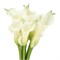 Калла-Zantedechia-White Mambo-60cm cdabfdcd-55c9-11f1-0a80-0d6a001147c8